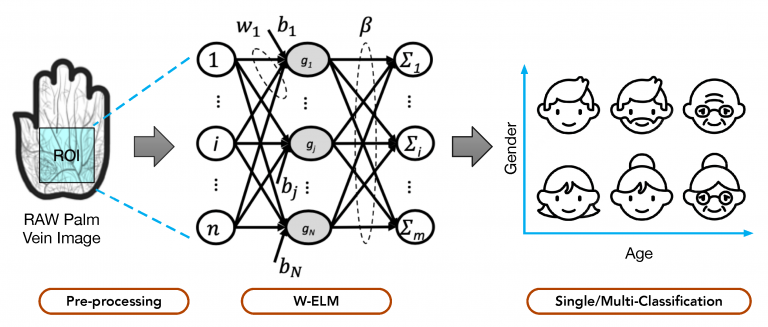 “SoftVein-WELM: A Weighted Extreme Learning Machine Model for Soft Biometrics on Palm Vein Images”